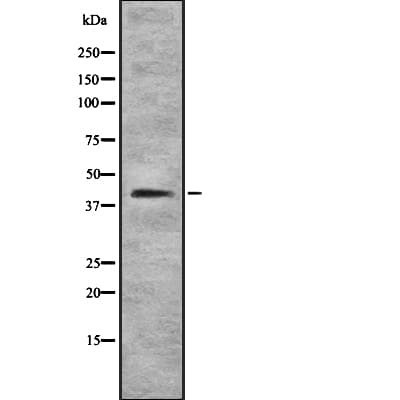 SOX7 Antibody