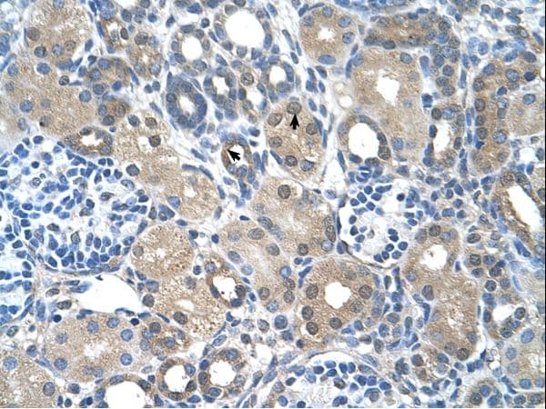 FBXO25 Antibody (C-Terminus)