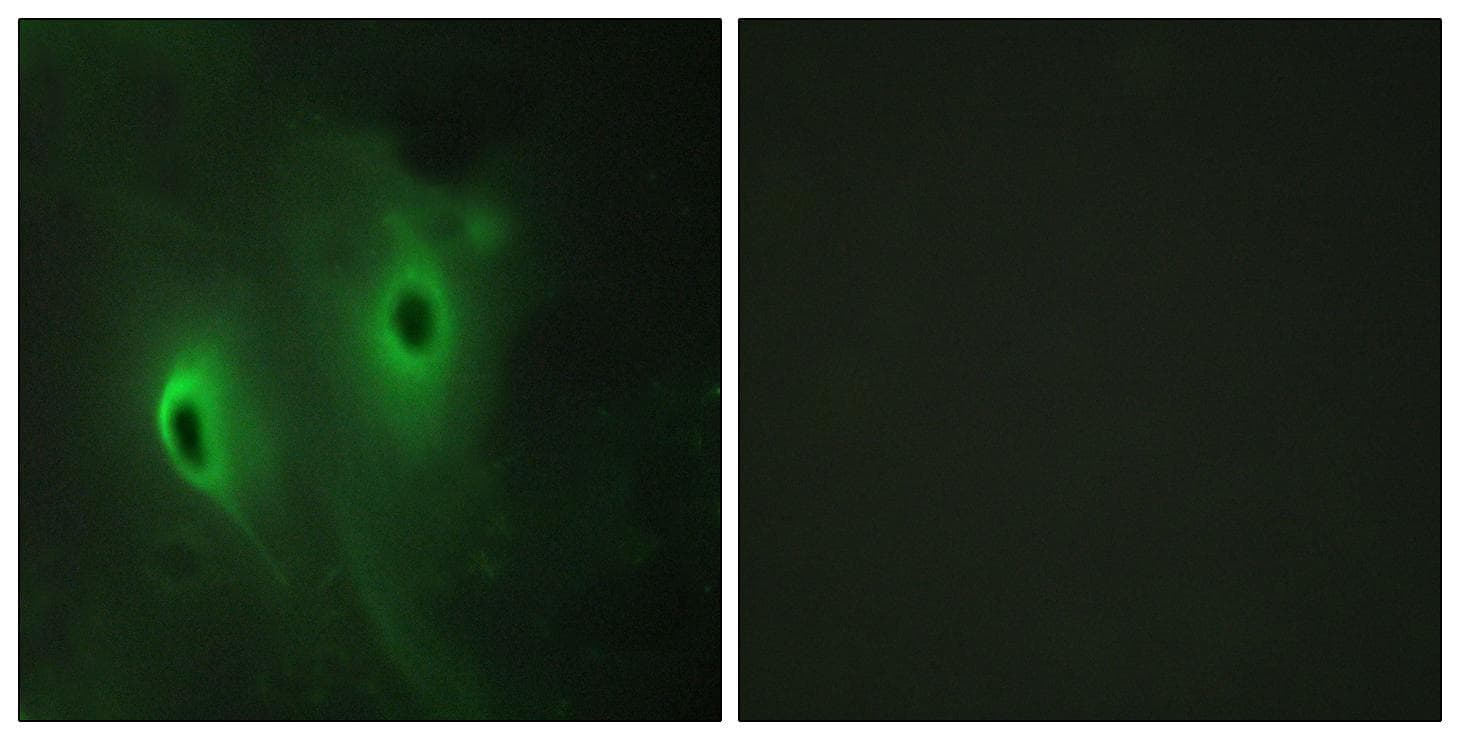 DUSP9 Antibody