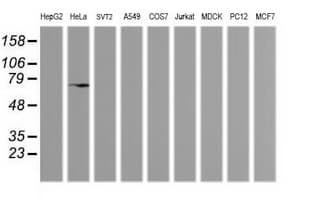 MDM4 / MDMX Antibody (clone OTI4B10)