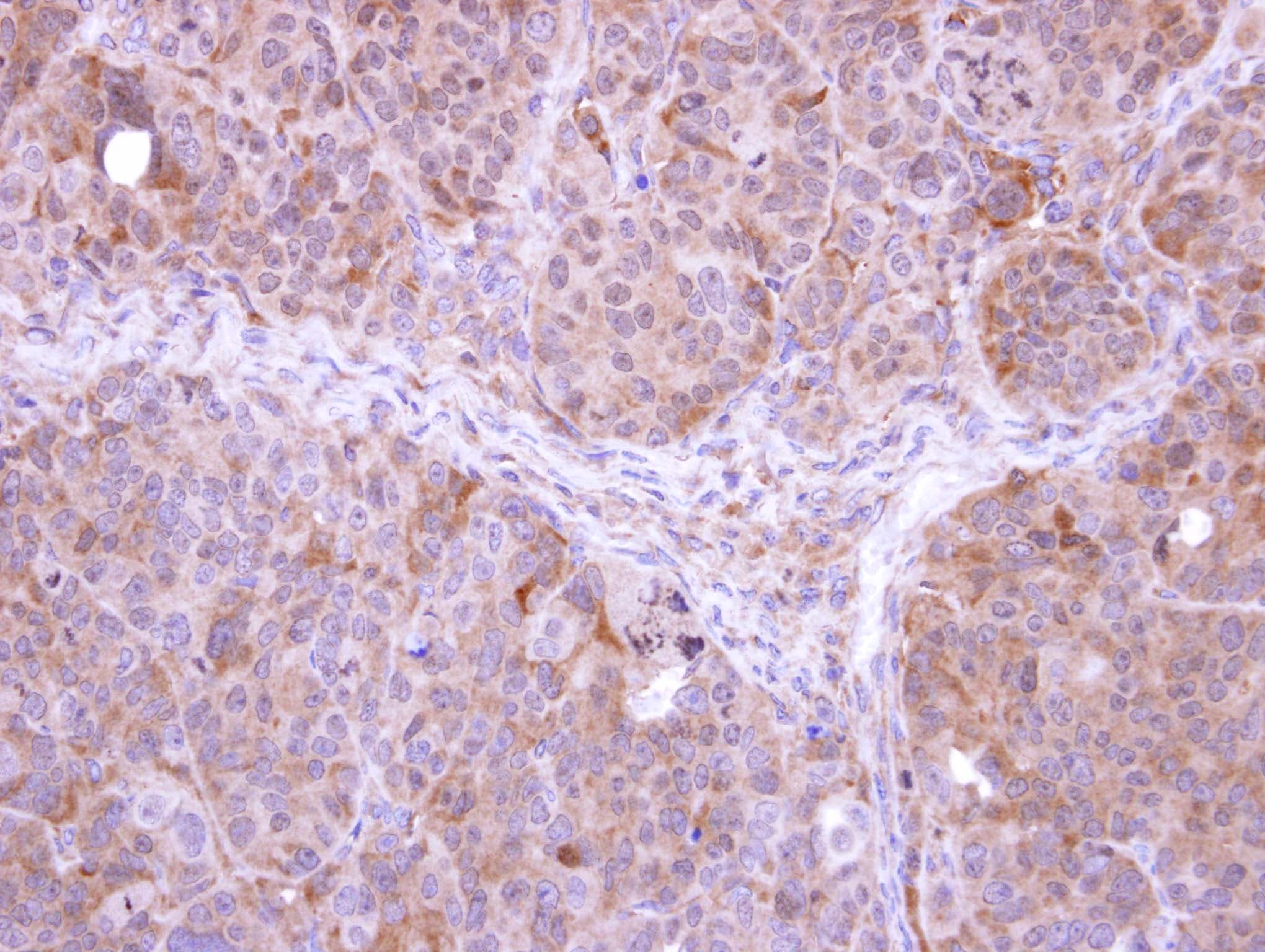 FBXL12 Antibody (aa265-326)