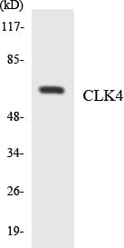 Polyclonal Rabbit anti-Human CLK4 Antibody (aa83-132, WB)