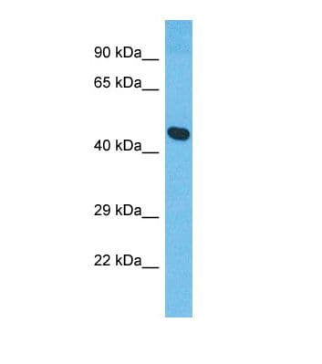 XRG8 / XKR8 Antibody (C-Terminus)