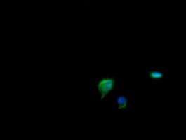CDKN2B / p15 INK4b Antibody (clone OTI8H4, Carrier-free)