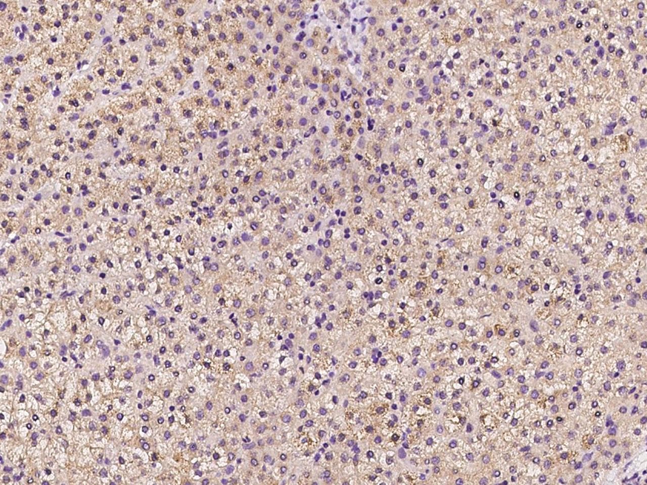 C3orf52 / TTMP Antibody