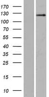 SRGAP2 Protein (Over-Expression Lysate Myc-DDK (Flag))