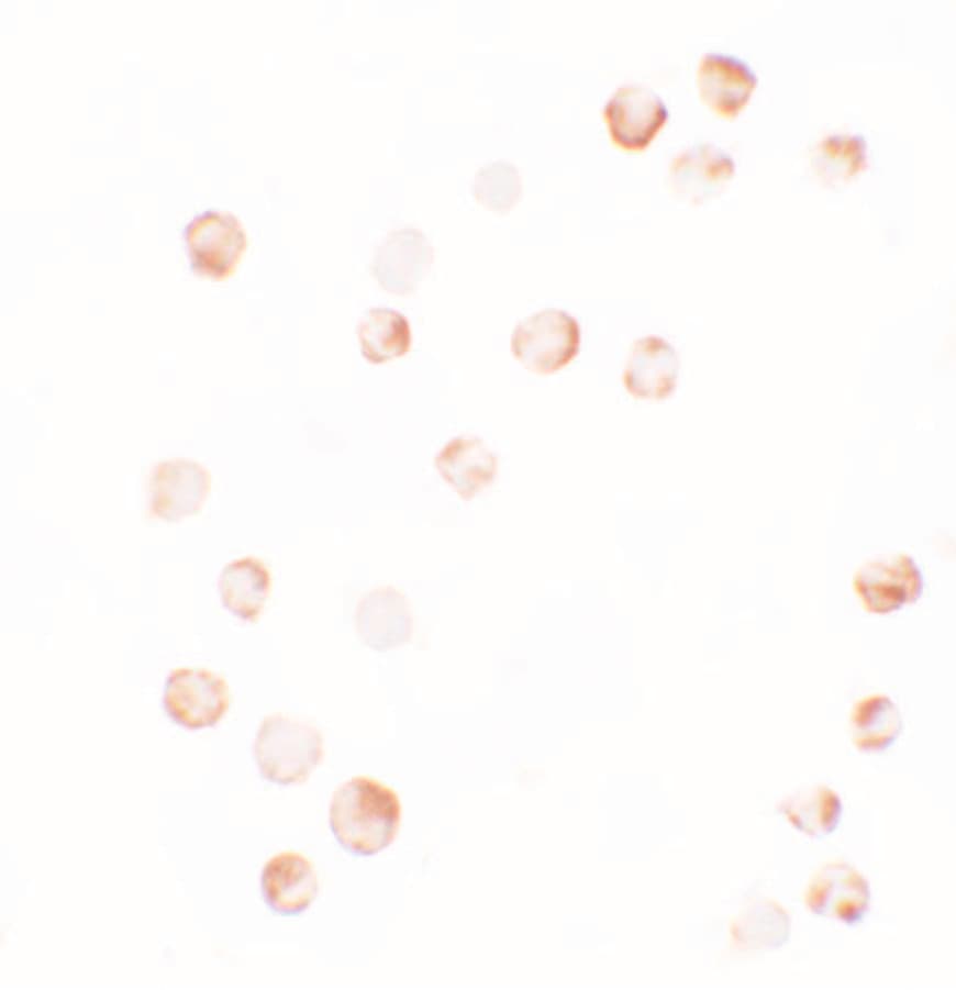 IHC-plus™ YPEL4 Antibody