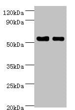 SHMT / SHMT1 Antibody (aa324-483)