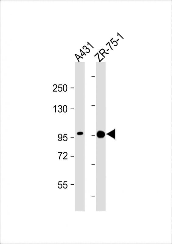 SSH3 Antibody (Ser37)