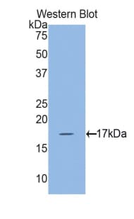 MYL7 Antibody (aa11-148, Biotin)