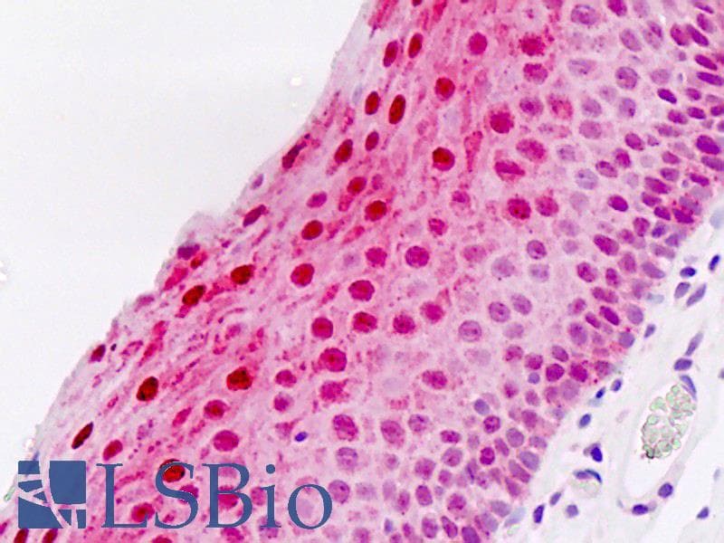 IHC-plus™ NR0B1 / DAX1 Antibody (aa304-333)
