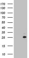 MRPS11 Antibody (clone OTI3D2, Carrier-free)
