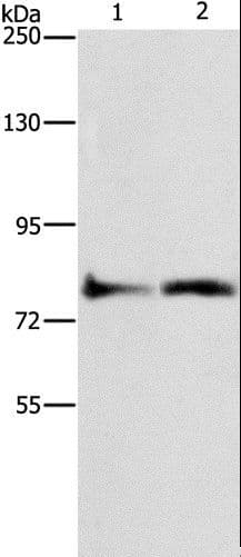 ASAH2 Antibody
