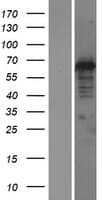 DNAJC1 Protein (Over-Expression Lysate Myc-DDK (Flag))