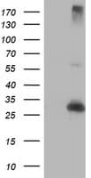 RFXANK Antibody (clone OTI3F5)