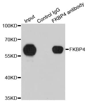 FKBP4 / FKBP52 Antibody