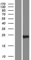 RBPMS / Hermes Protein (Over-Expression Lysate Myc-DDK (Flag))