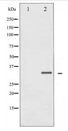 CDK1 / CDC2 Antibody