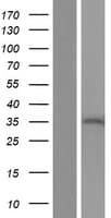 REEP4 Protein (Over-Expression Lysate Myc-DDK (Flag))