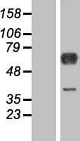 DYNC1LI1 Protein (Over-Expression Lysate Myc-DDK (Flag))