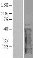 NME1 / NM23 Protein (Over-Expression Lysate Myc-DDK (Flag))