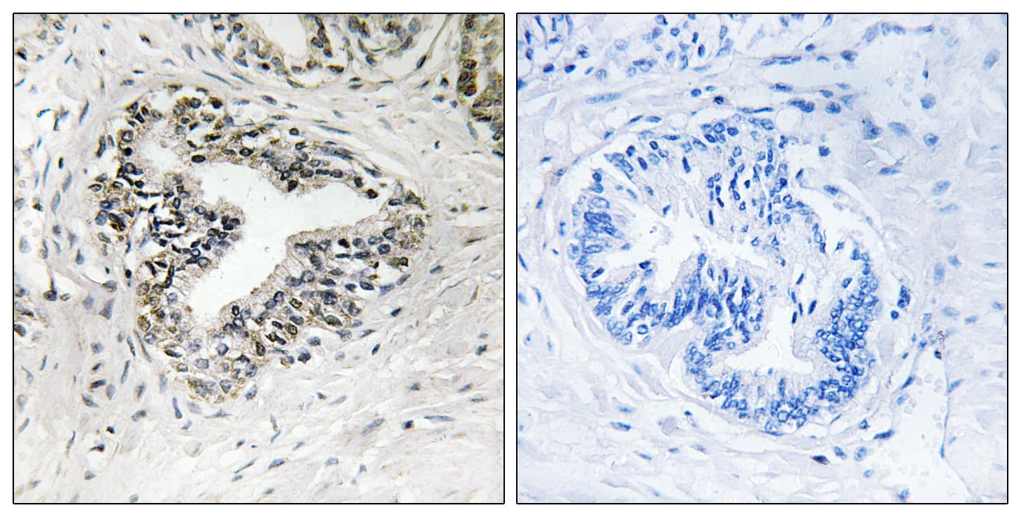 RPL30 / Ribosomal Protein L30 Antibody (aa66-115)