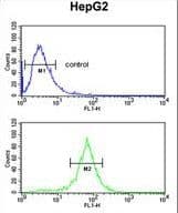 NAG20 / UBAP1 Antibody (aa6-33)
