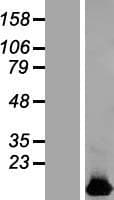 HIGD1B Protein (Over-Expression Lysate Myc-DDK (Flag))