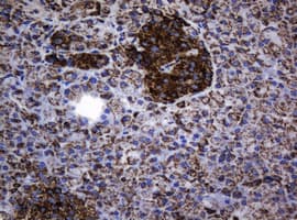 HSPD1 / HSP60 Antibody (clone OTI6F11, Carrier-free)
