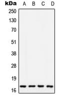 Polyclonal Rabbit anti-Human COX5A Antibody (Internal, WB)