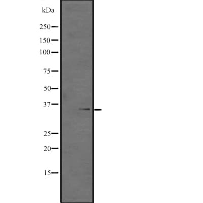 Polyclonal Rabbit anti-Human HEXIM2 Antibody (WB)