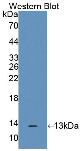 IL17F Antibody (aa31-163)