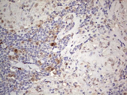 PCNA Antibody (clone OTI13G4)