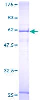 Human SLC25A45 Protein (Recombinant GST)