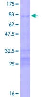 Human BRN2 / POU3F2 Protein (Recombinant GST)