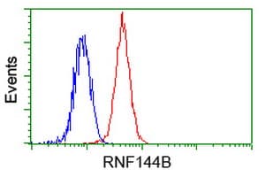RNF144B Antibody (clone OTI3C2)