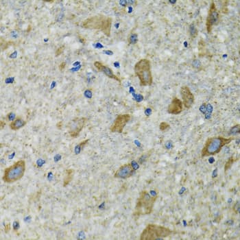 TXN2 / Thioredoxin 2 Antibody