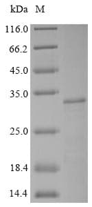 Cow SV2A / SV Protein (Recombinant 10His, N-terminus + Myc, C-terminus)