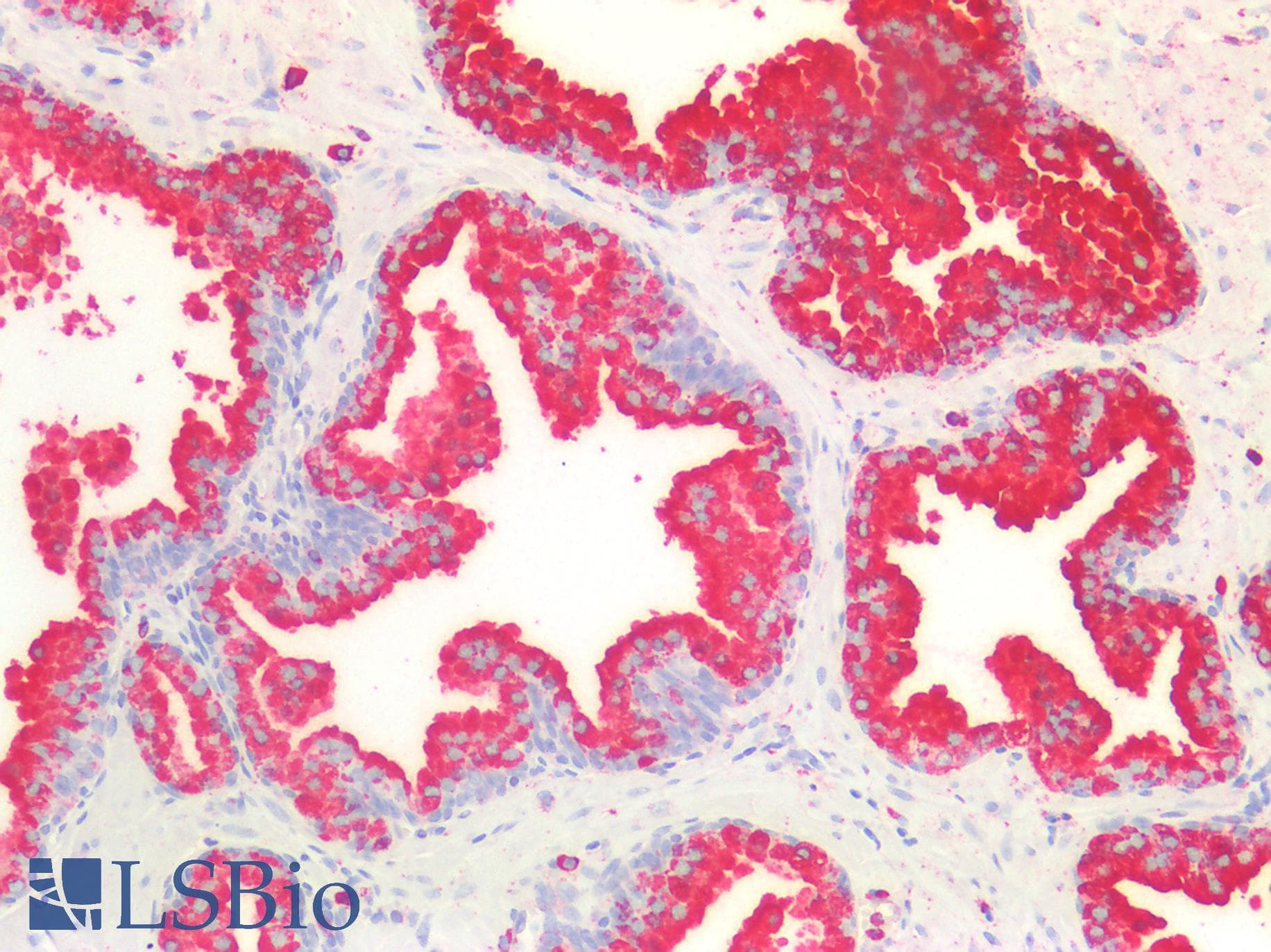 IHC-plus™ CD63 Antibody (clone LAMP3/2990R, Azide-free, Carrier-free)