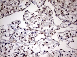 USP44 Antibody (aa420-712, clone OTI1D1)