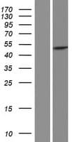 PAICS / ADE2 Protein (Over-Expression Lysate Myc-DDK (Flag))