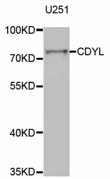 CDYL Antibody