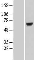 KLHL7 Protein (Over-Expression Lysate Myc-DDK (Flag))