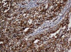 SCFD1 / SLY1 Antibody (clone OTI1F4, Carrier-free)