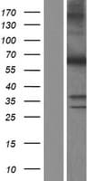 Human MUTYH / MYH Protein (Over-Expression Lysate Myc-DDK (Flag))