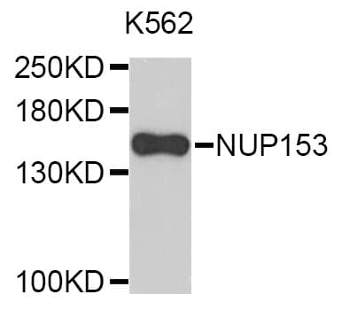 NUP153 Antibody