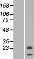 NRSN2 Protein (Over-Expression Lysate Myc-DDK (Flag))