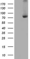 Monoclonal Mouse anti-Human Complement C1s Antibody (clone OTI2F5, WB)