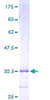 Human HAMP / Hepcidin Protein (Recombinant GST)