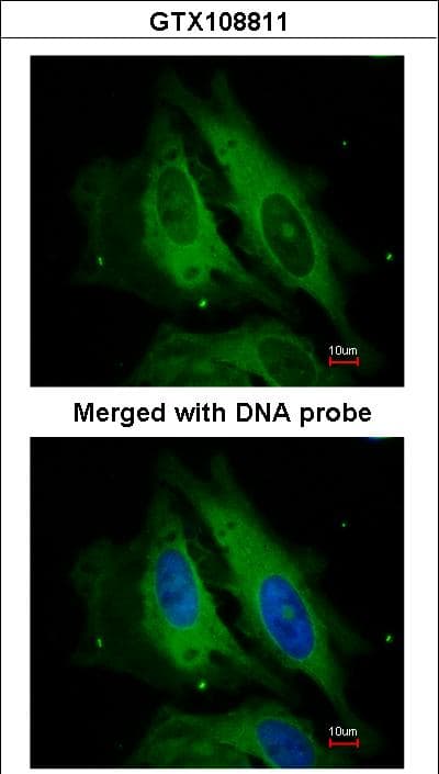 IHC-plus™ NOD1 Antibody